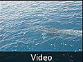 Whale Video! - Koh Tao, Thailand