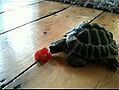 La dure vie d’une tortue