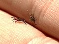 New Concerns About Tick-Borne Illnesses