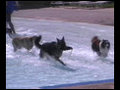 Public pool goes to the dogs