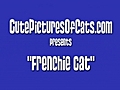 Meet Frenchie Cat-Funny Cat Videos!