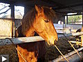 Les Chevaux du Poney Club de Flers