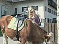 Showjumping cow
