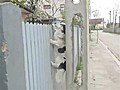 Fence Climbing Dog