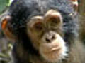 Chimpanzee Trailer