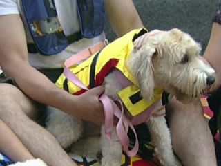 Water Safety for Pets