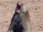 Alpha male baboons more stressed than others