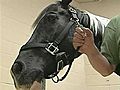 Horse Impaled In Tornado Expected To Survive