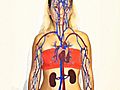 How to Understand the Human Body Systems