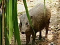 Pygmy Hogs Back In The Wild