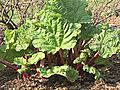 How To Grow Rhubarb