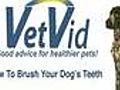 How To Brush Your Dog’s Teeth (Canine Dental) - VetVid Episode 007