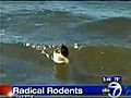 Surfing rodents hit the water