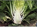 How to Time Your Lettuce Harvest