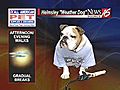 Helmsley the weather dog: outdoor walking forecast