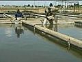 Increase of Sturgeon Hatcheries in Russia