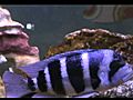 90 gal crystal clear
