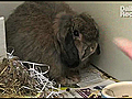 Scottish SPCA appeal over abandoned rabbits