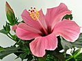 Time-lapse Of Pink Hibiscus Flower Opening 1 Stock Footage