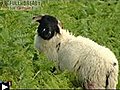 Moutons avec GPS integré [news] TF1 250809