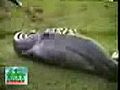ثعبان يبلع حيوان ضخم