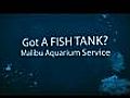 Aquarium Service Malibu