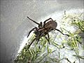 Amazing up Close Pictures of a GIANT Funnel Weaving Grass Spider