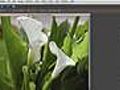 How to Use Zoom Tool Shortcut Photoshop Elements Tutorials