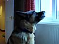 How to Prepare Your Dog for Guard-Dog Training