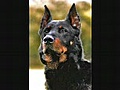 beauceron