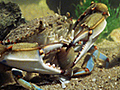 Blue Crab vs. Clam