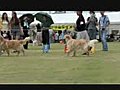 リアン 徳島県クラブ連合展