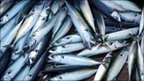 AUDIO: European fish stocks &#039;collapsing&#039;