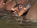 Zoo Welcomes Birth of Baby Hippo