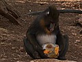 Jérusalem : une glace pour rafraîchir les singes du zoo