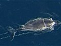 Rescuers track whale tangled in ropes