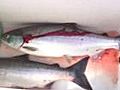 B.C. Break: Salmon fishing off the Vancouver coast
