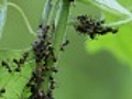 ant colony and aphids