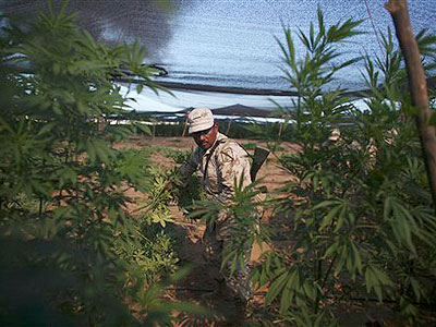 Raw Video: Biggest marijuana field ever found