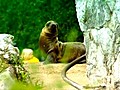 Baby Sea Lion