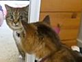 Cat Fights Mirror Cat