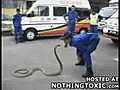 animal control tries to calm down cobra