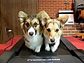 Two Corgis Running On A Treadmill