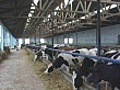 Large Dairy Farm