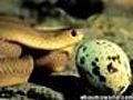 Snake eats Egg 1