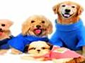 Dog Snuggie - Let Your Dog Be Cool Like Humans