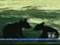 Bear On The Green In N.J.