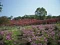 長峰公園のツツジ