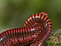 Mating millipedes