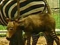 Zoo präsentiert seltene Kreuzung aus Esel und Zebra